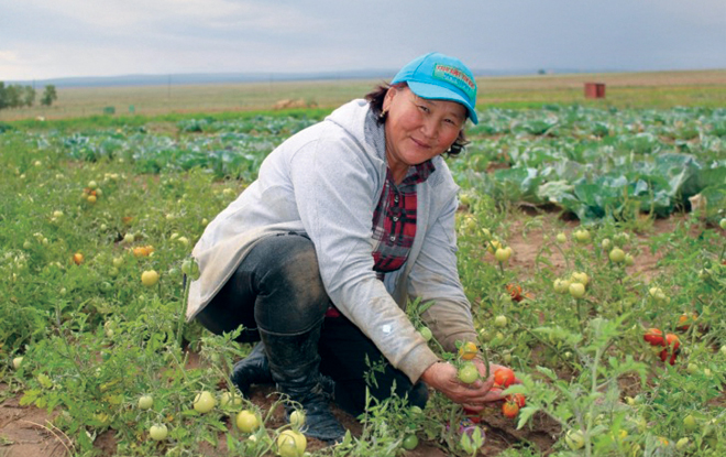 Traditional herders turn to growing vegetables after extreme weather wiped out their livestock. Traditional herders turn to growing vegetables after extreme weather wiped out their livestock.