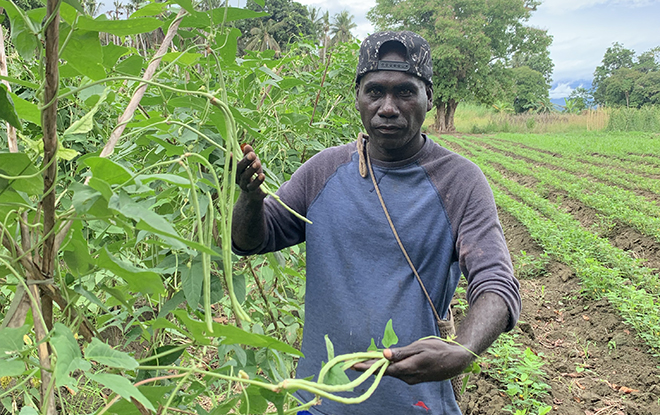 A farmer showing the long beans in his farm