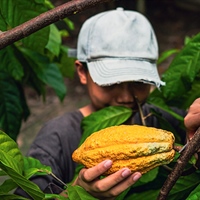 Child labour is the chocolate industry’s worst kept secret