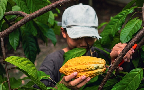 Child labour is the chocolate industry’s worst kept secret