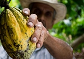 Follow the cocoa supply chain from bean to bar