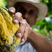 Follow the cocoa supply chain from bean to bar