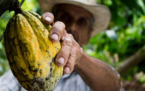 Follow the cocoa supply chain from bean to bar