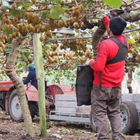 The Exploitation of Migrant Workers in New Zealand & Why We Must End Employer-Tied Visas