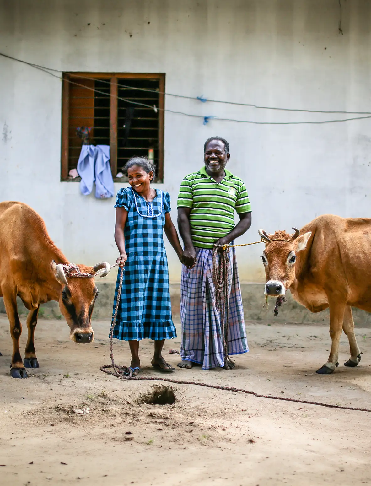 Care for a Cow