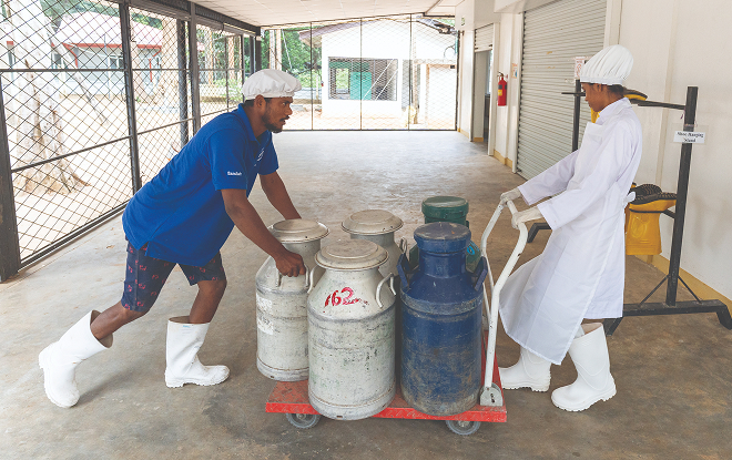 By pooling their milk through Yugashakthi, smallholder dairy farmers can access reliable markets and earn a better income. By pooling their milk through Yugashakthi, smallholder dairy farmers can access reliable markets and earn a better income.