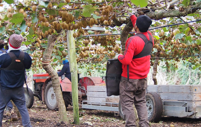 Migrant workers are employed across New Zealand’s horticulture and construction sectors. This is a stock image, not an image of any known migrant exploitation.