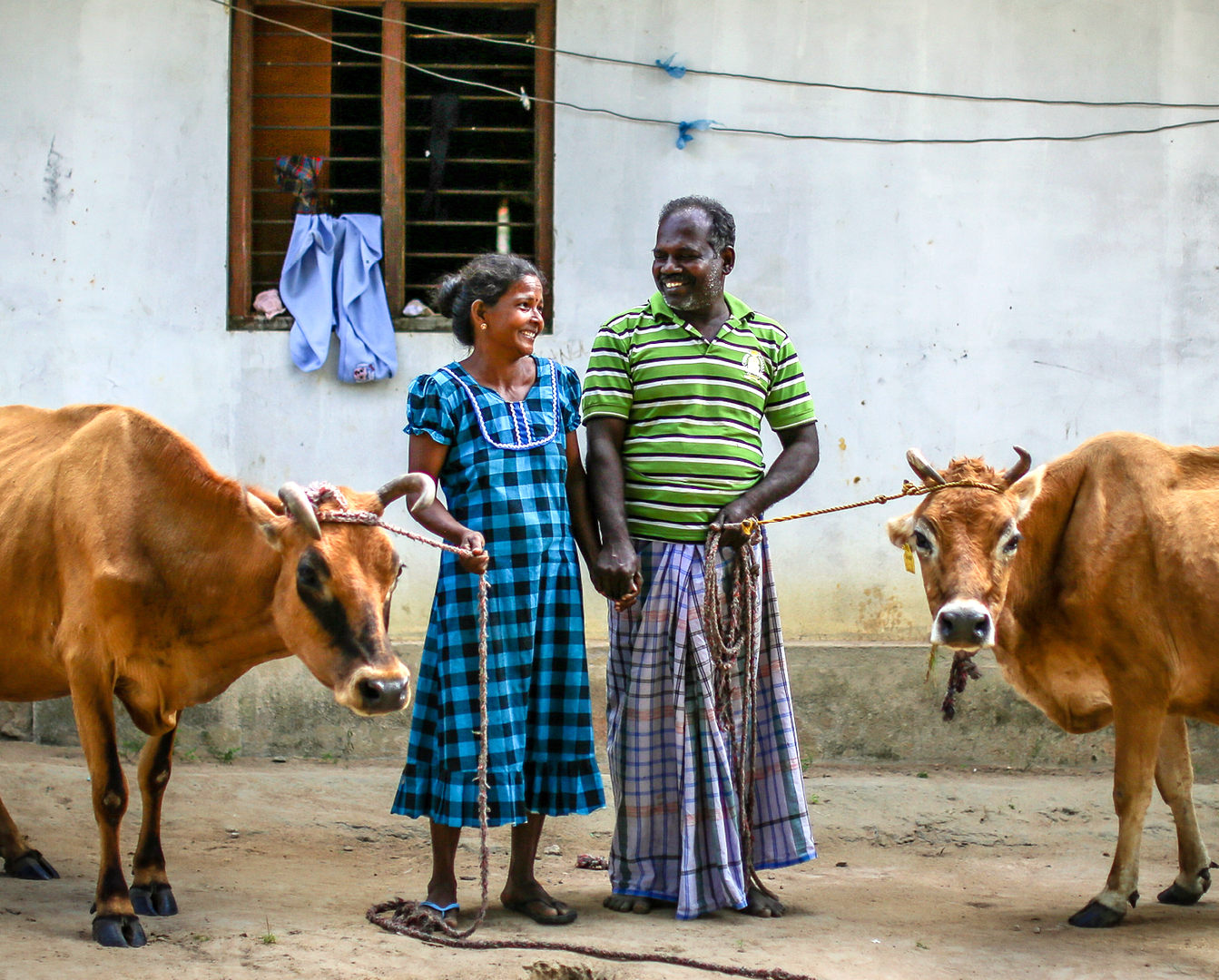 Watch: A 'legend-dairy' difference in Sri Lanka